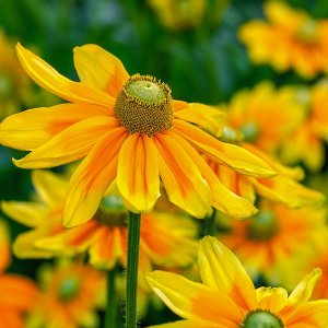 Rudbekia - Rudbeckia ´HENRY EILERS´, kont. C1L